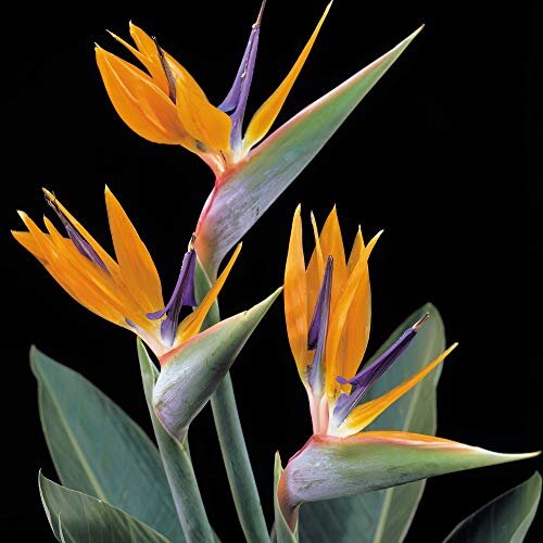Suttons Strelitzia Bird of Paradise House Plant, Tropical Orange Flowers, Ideal for Houseplants, Patio Pots, Containers, Beds and Borders, 1 x 13